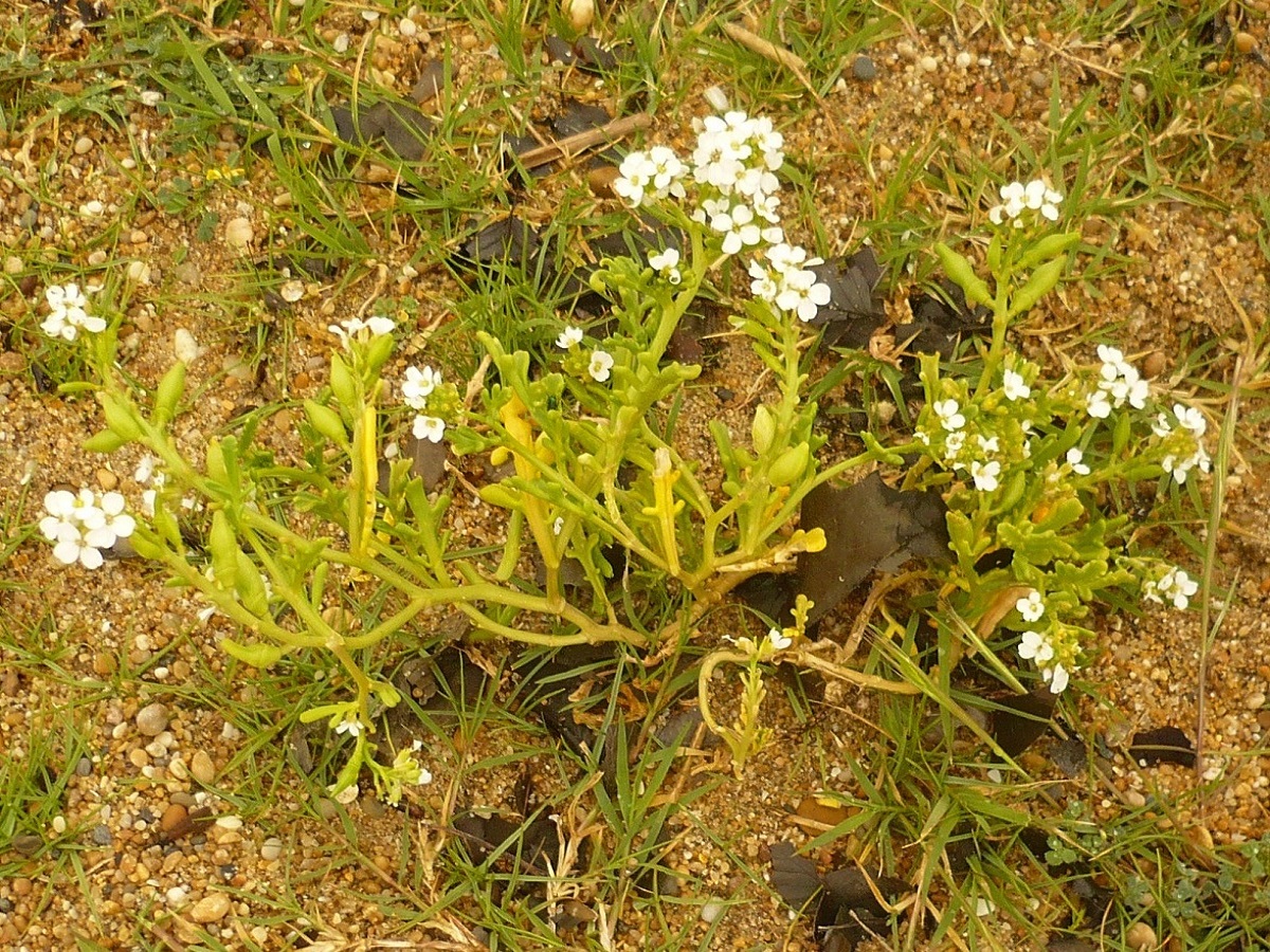 Cakile maritima subsp. integrifolia (Brassicaceae)